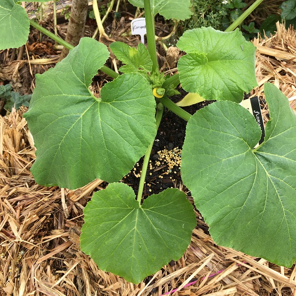 Straw Bale Vegetable Growing